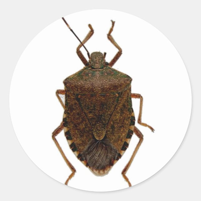Pegatina Redonda Stink Bug (Anverso)