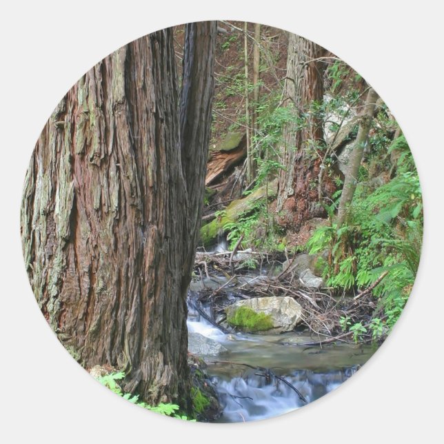 Pegatina Redonda Stream de secuoya de árbol (Anverso)