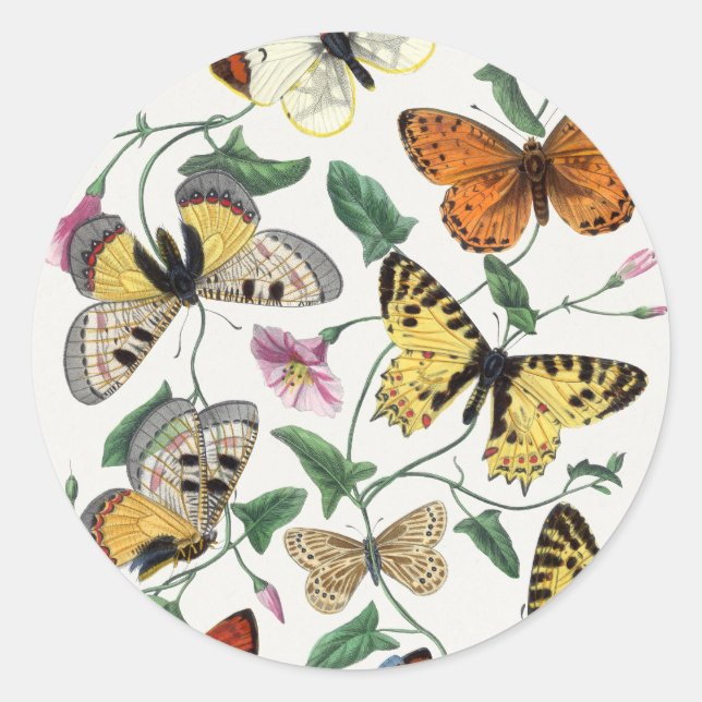 Pegatina Redonda Study of diurnal butterflies by Paul Gervais (Anverso)