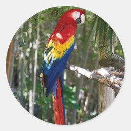 Pegatina Redonda Stunlet Scarlet Macaw Parrot