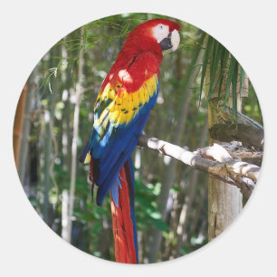 Pegatina Redonda Stunlet Scarlet Macaw Parrot