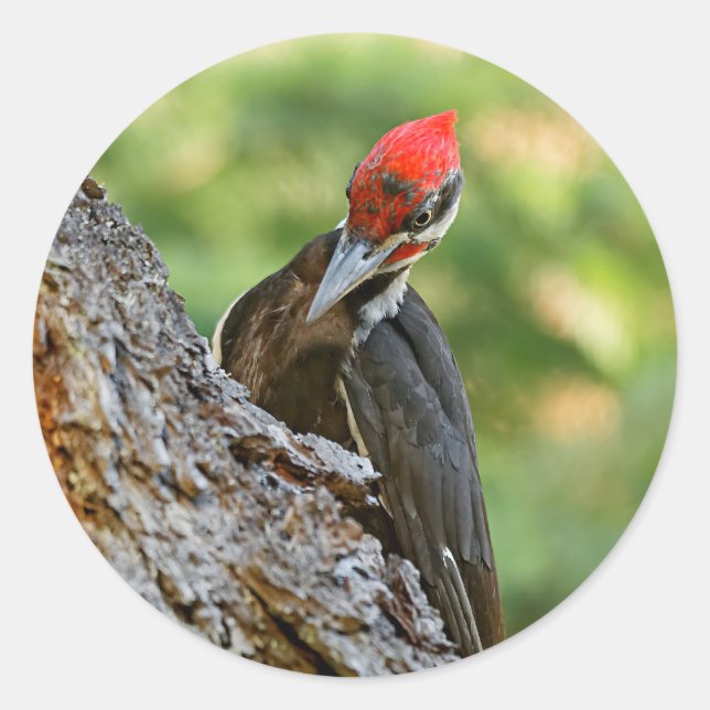 Pegatina Redonda Stunning Portrait of Pileated Woodpecker on Tree (Anverso)