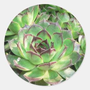 Pegatina Redonda Succulents