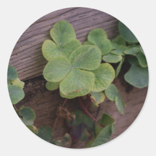 Pegatina Redonda ¿Suertudo o determinado? Día de San Patrón Shamroc