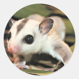 Pegatina Redonda Sugar Glider