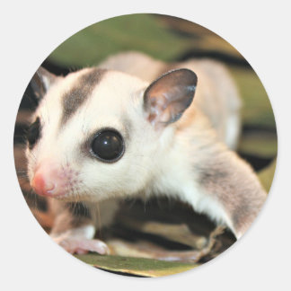 Pegatina Redonda Sugar Glider