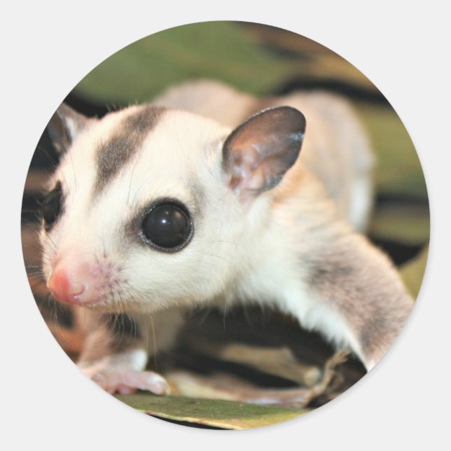 Pegatina Redonda Sugar Glider (Anverso)