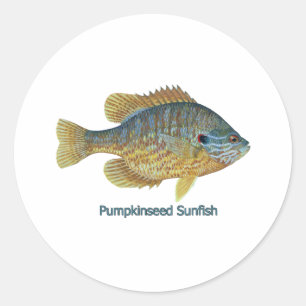 Pegatina Redonda Sunfish de Pumpkinseed (titulado)