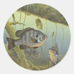 Pegatina Redonda Sunfish de Redear