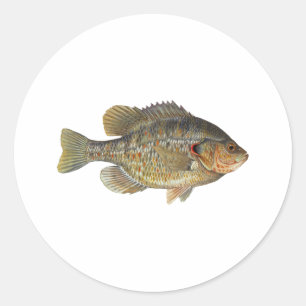 Pegatina Redonda Sunfish de Redear - Shellcracker