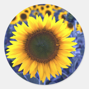 Pegatina Redonda Sunflower