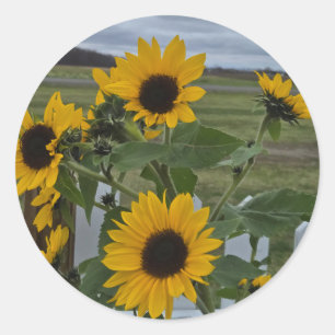 Pegatina Redonda Sunflower
