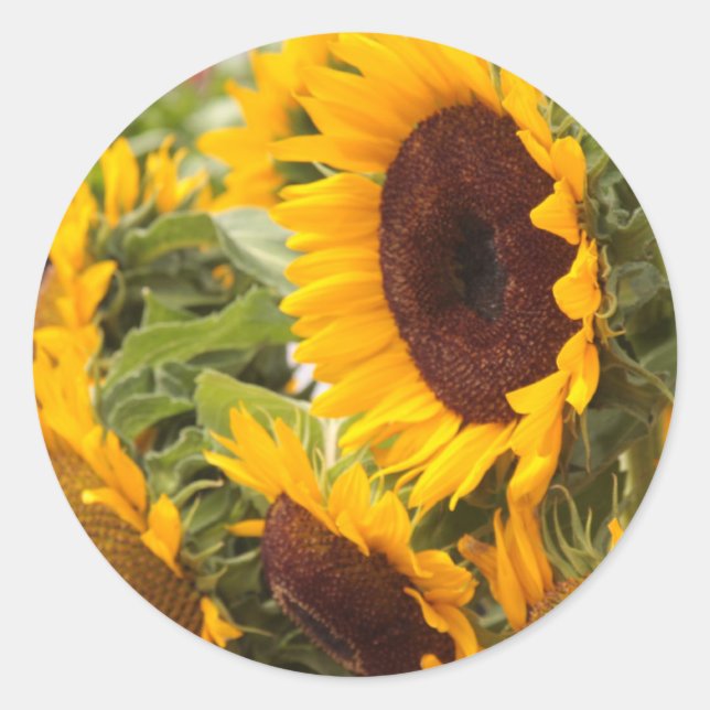 Pegatina Redonda Sunflower (Anverso)