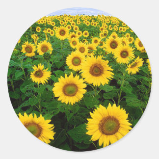 Pegatina Redonda Sunflower