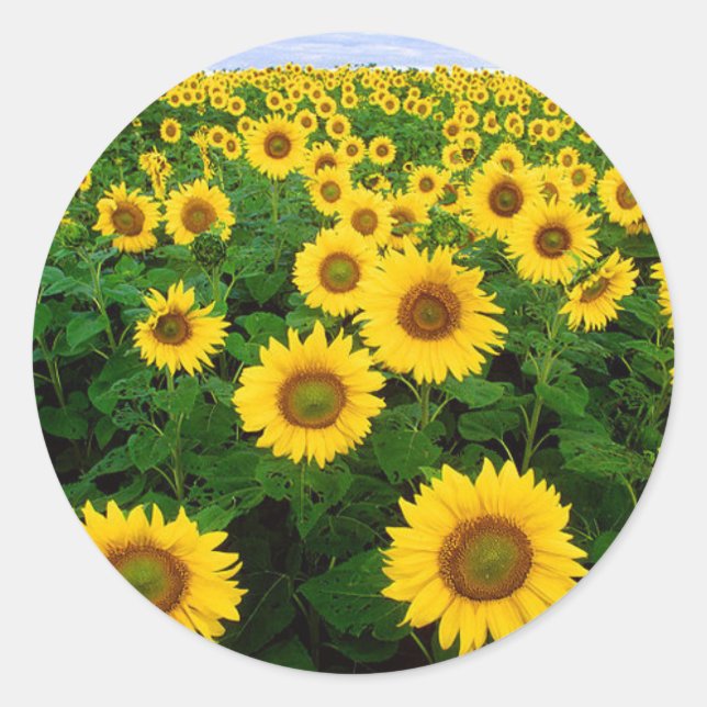 Pegatina Redonda Sunflower (Anverso)