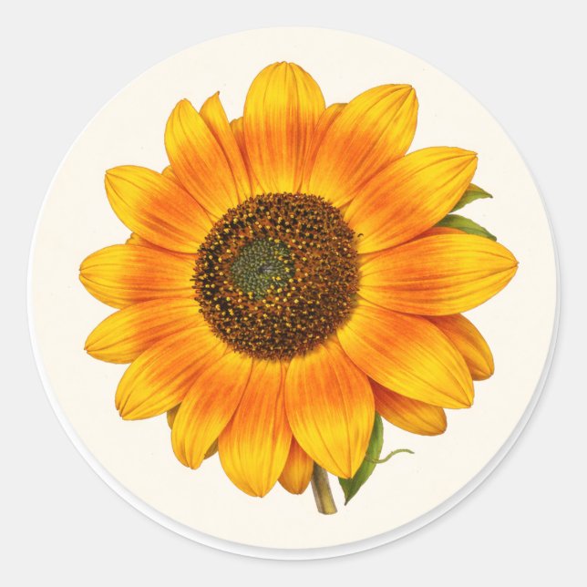 Pegatina Redonda Sunflower Bloom Small Round Garden Flower Sticker (Anverso)