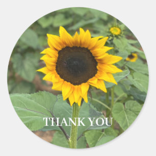 Pegatina Redonda Sunflower Field Gracias