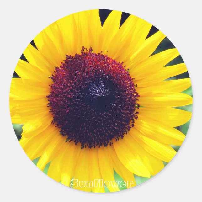 Pegatina Redonda Sunflower：Round Seal (Anverso)