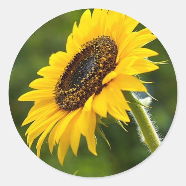 Pegatina Redonda Sunflower Sideshot (Anverso)