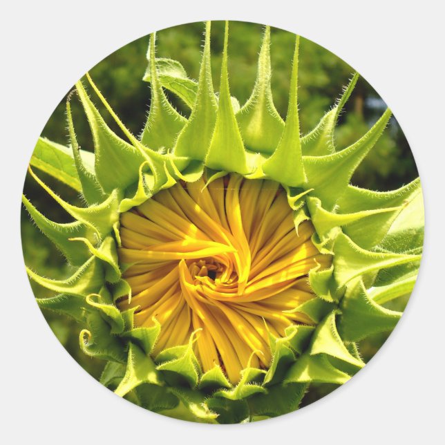 Pegatina Redonda Sunflower Whirl (Anverso)