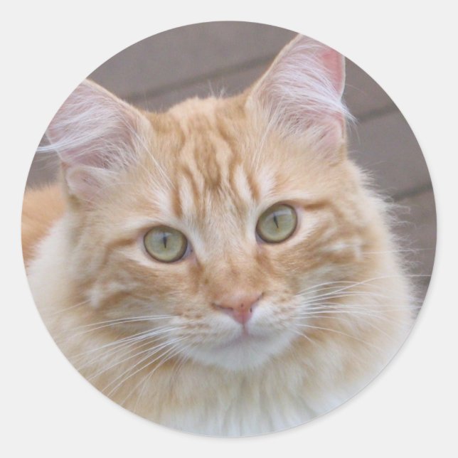 Pegatina Redonda Sunny (Anverso)