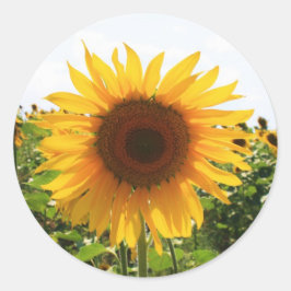 Pegatina Redonda Sunny Sunflower