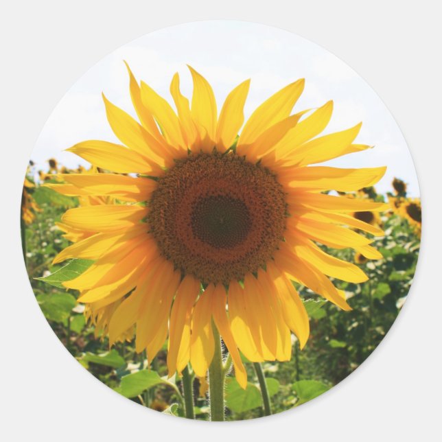 Pegatina Redonda Sunny Sunflower (Anverso)