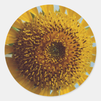 Pegatina Redonda Sunny Sunflower - Gigante Centro Amarillo cerca