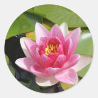 Sunny Waterlily
