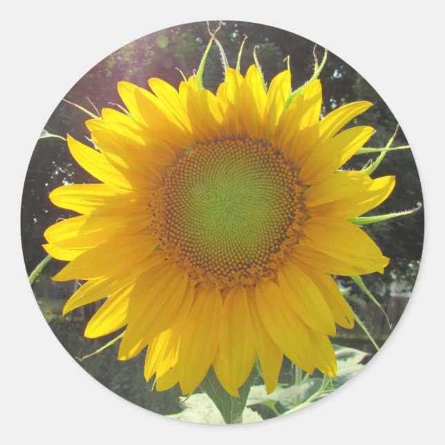 Pegatina Redonda Sunny Yellow Sunflower (Anverso)