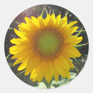 Pegatina Redonda Sunny Yellow Sunflower