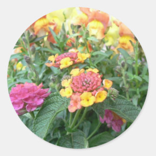 Pegatina Redonda Sunrise Rosa Lantana