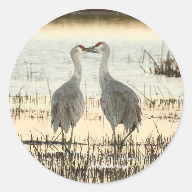 Pegatina Redonda Sunrise Sandhill Crane pair (Anverso)