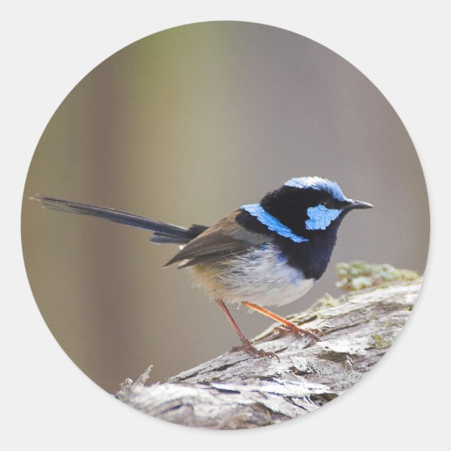 Pegatina Redonda Superb Fairy-wren (Anverso)