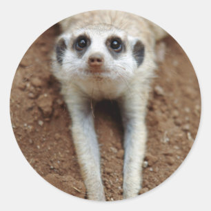 Pegatina Redonda Suricata (Suricata suricatta) enfriándose