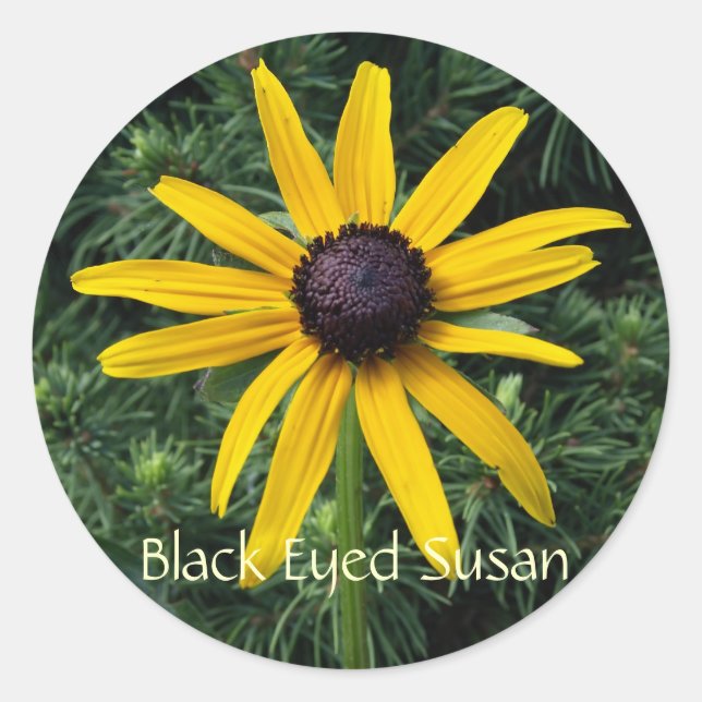 Pegatina Redonda Susan MD Flower Black Eyed (Anverso)