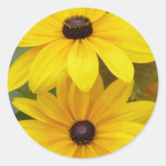 Pegatina Redonda Susan Rudbeckia hirta f. homochroma