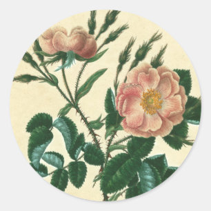 Pegatina Redonda Sweet Briar Rosa