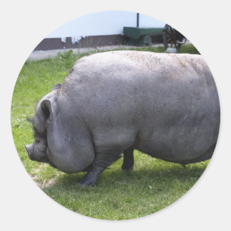 Pegatina Redonda Sweet Piggy | Granja de animales