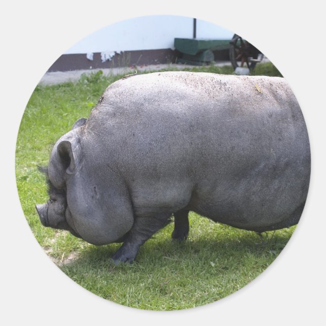 Pegatina Redonda Sweet Piggy | Granja de animales (Anverso)