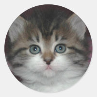 Tabby siberiano/Kitten blanco