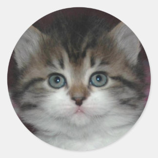 Pegatina Redonda Tabby siberiano/Kitten blanco