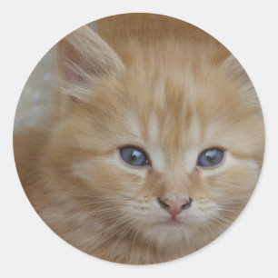 Pegatina Redonda Tabby Tomcat Kitten