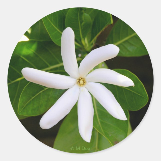 Pegatina Redonda Tahiti Tiare (Anverso)