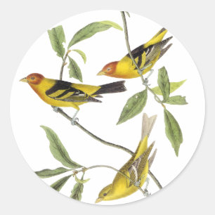 Pegatina Redonda Tanager occidental: John James Audubon