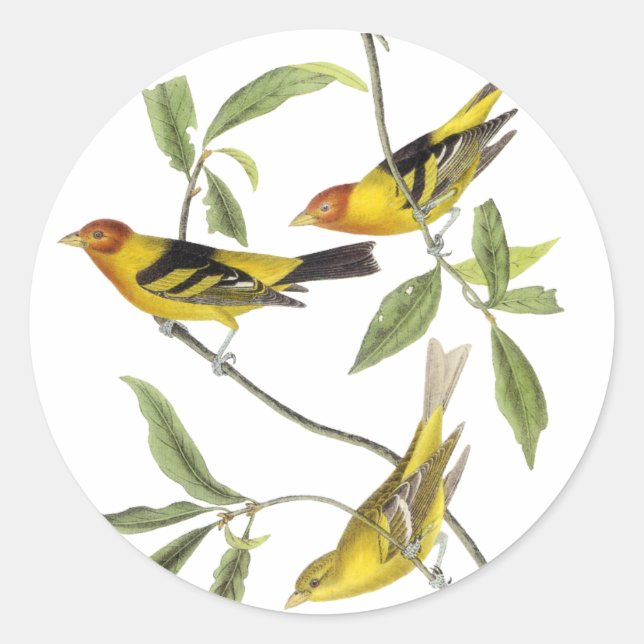 Pegatina Redonda Tanager occidental: John James Audubon (Anverso)