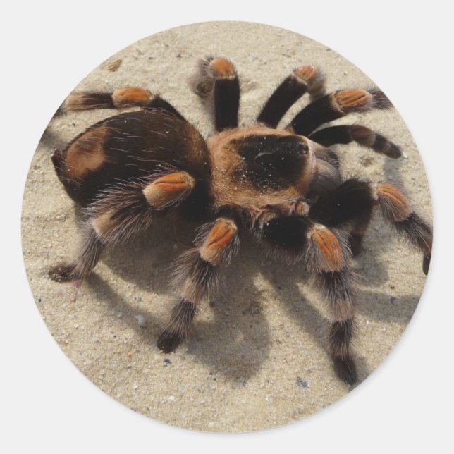 Pegatina Redonda Tarantula brachypelma rodilla roja venenosa (Anverso)