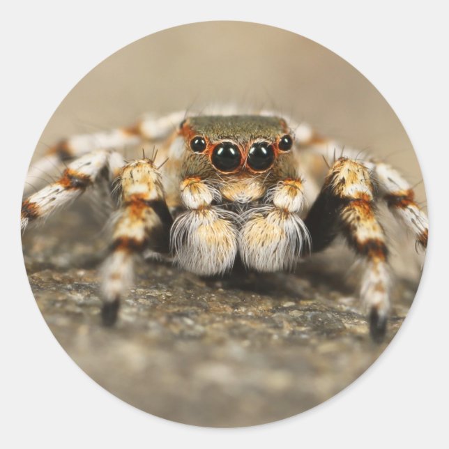 Pegatina Redonda Tarantula Jumping Bird Spider accesorios impresion (Anverso)
