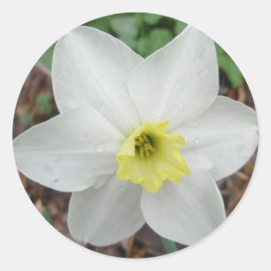 Pegatina Redonda Tarjeta de nota de narciso blanca y amarilla