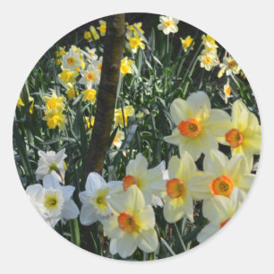 Pegatina Redonda Tarjeta postal de Daffodil Dell: Cheshire, Inglate